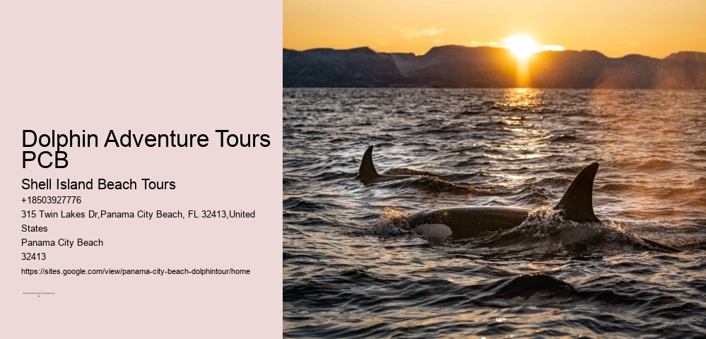 Dolphin Adventure Tours PCB
