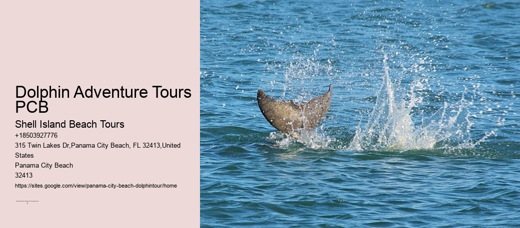 Panama City Beach Dolphin Tours & More Panama City Fl