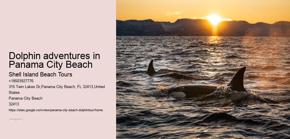 Best Sunset Dolphin Cruise Panama City Beach