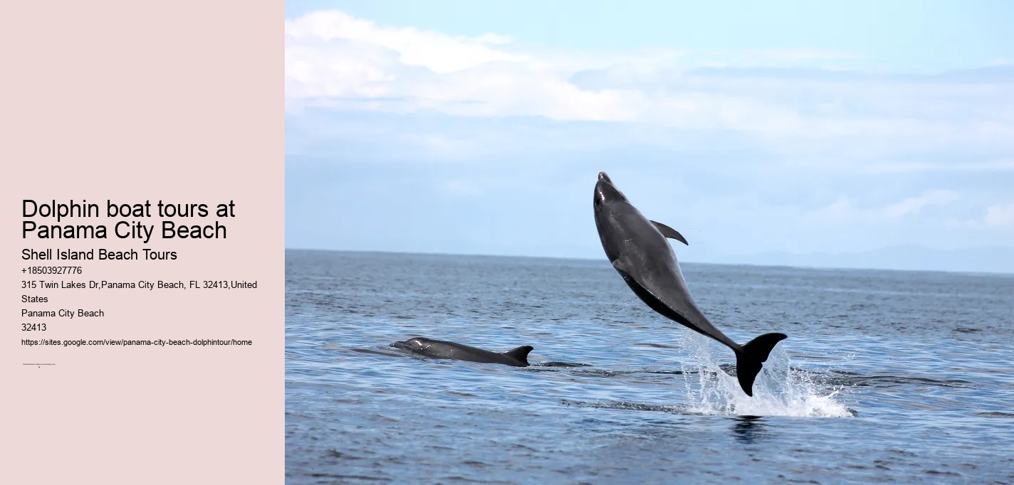 Dolphin boat tours at Panama City Beach