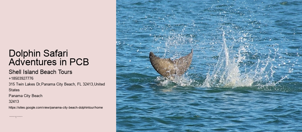 Dolphin Safari Adventures in PCB