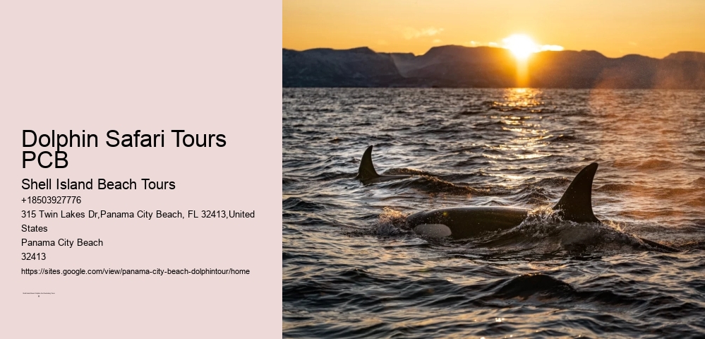 Dolphin Safari Tours PCB