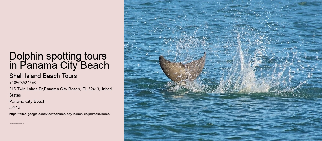 Dolphin spotting tours in Panama City Beach