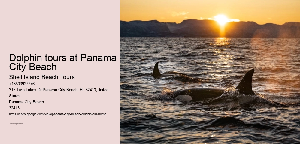 Dolphin tours at Panama City Beach