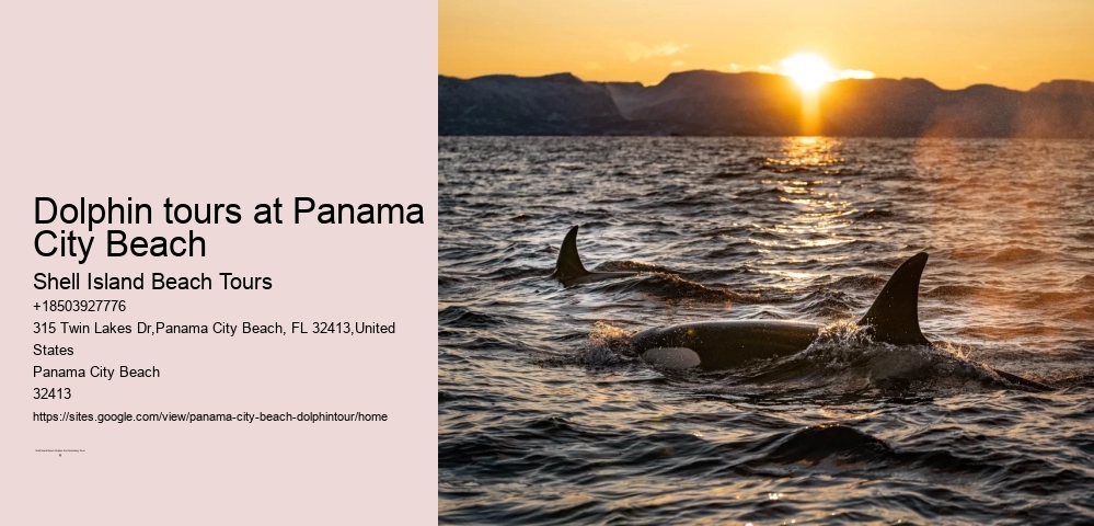 Panama City Beach eco-tours with dolphins