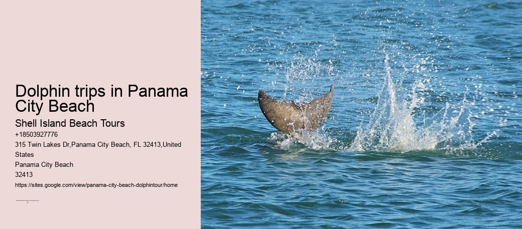 Dolphin trips in Panama City Beach