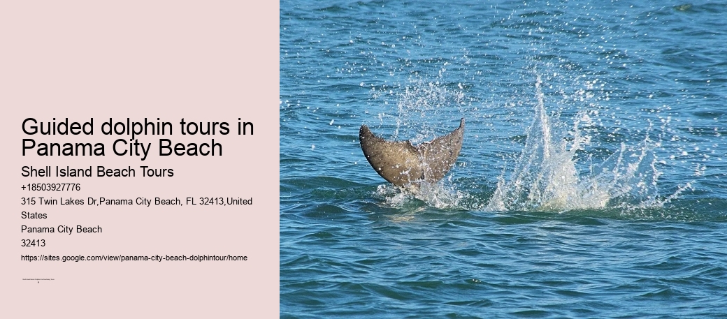 Guided dolphin tours in Panama City Beach
