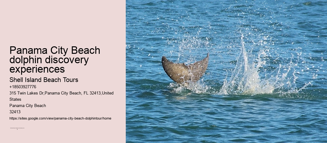 Panama City Beach dolphin discovery experiences