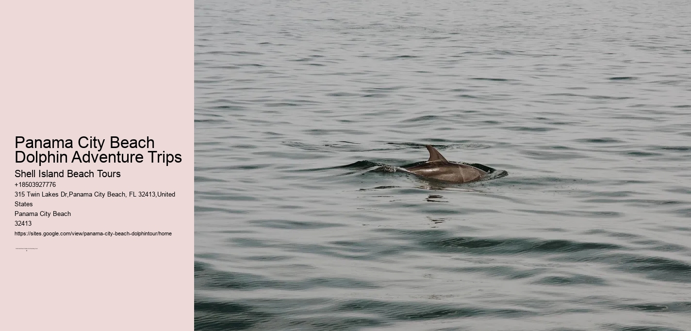 Panama City Beach Dolphin Adventure Trips