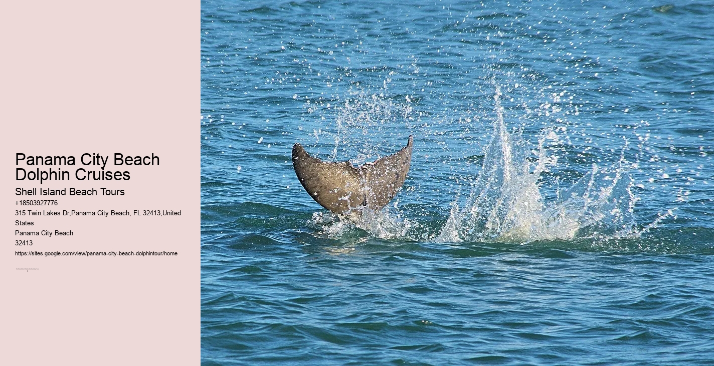 Dolphin boat rides in Panama City Beach