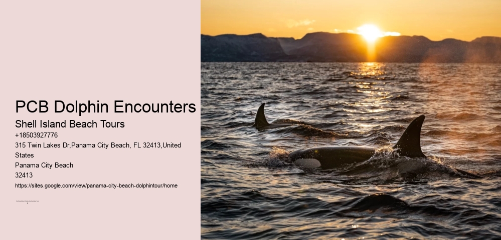 PCB Dolphin Encounters