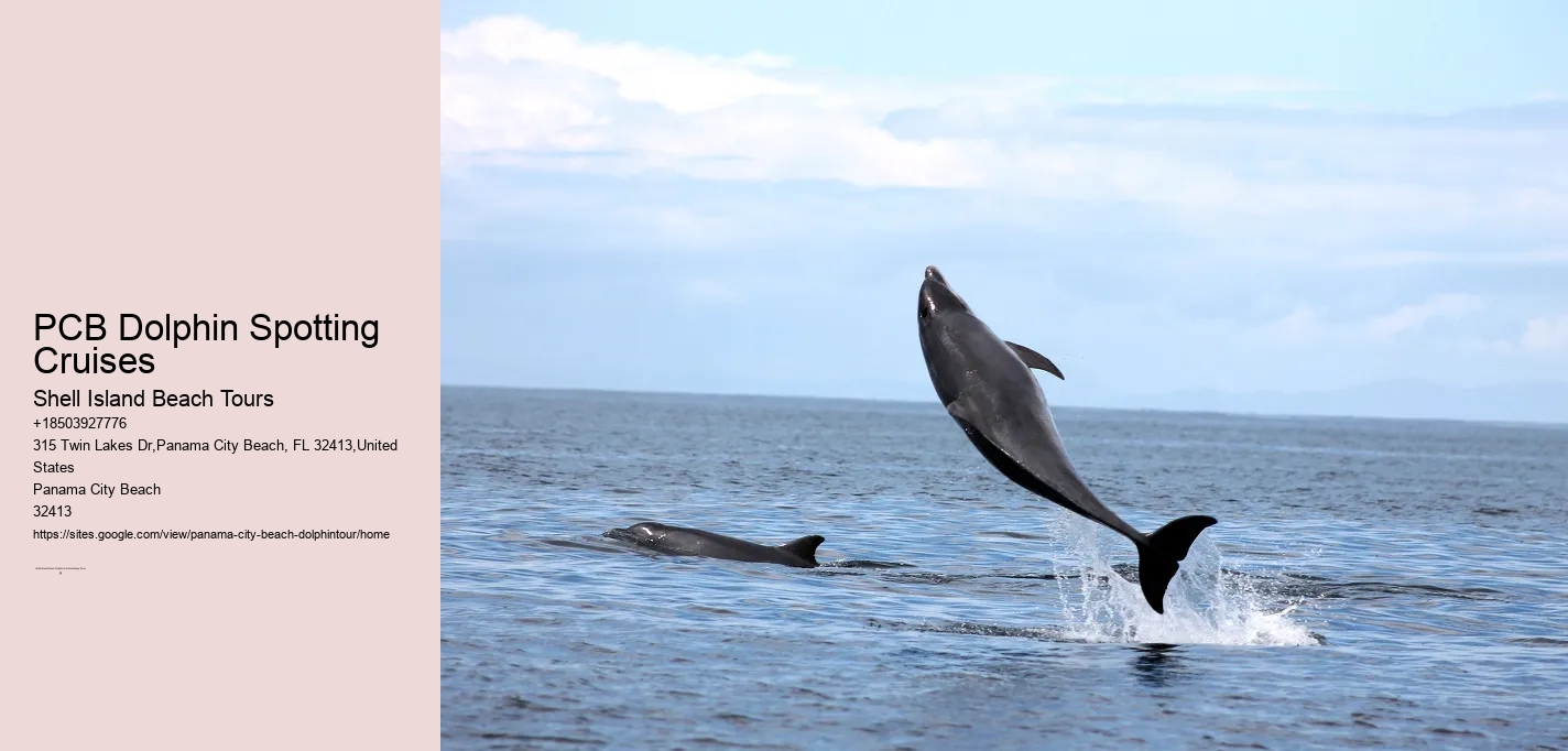 PCB Dolphin Spotting Cruises