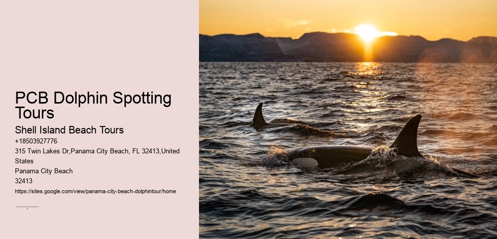 PCB Dolphin Spotting Tours