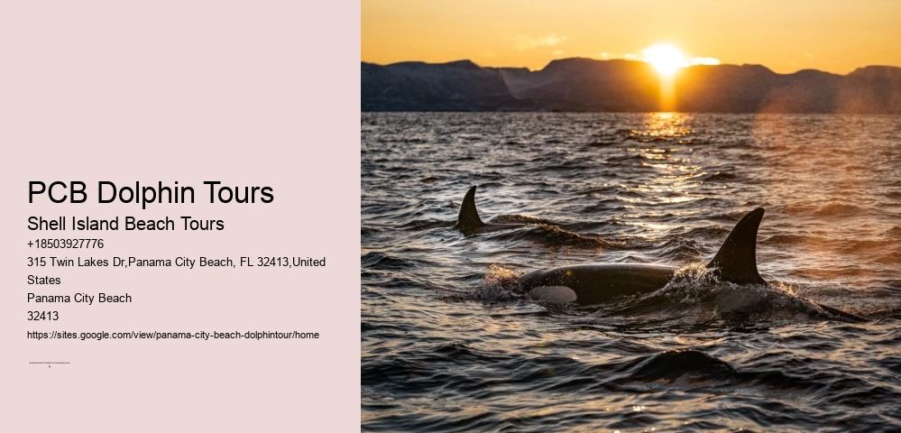 Panama City Dolphin Tours And More