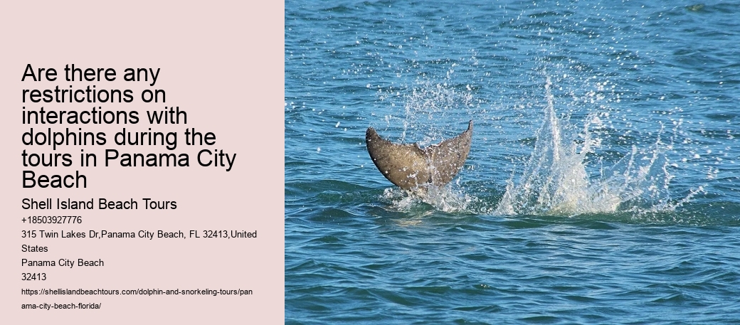 Panama City Beach dolphin watching excursions