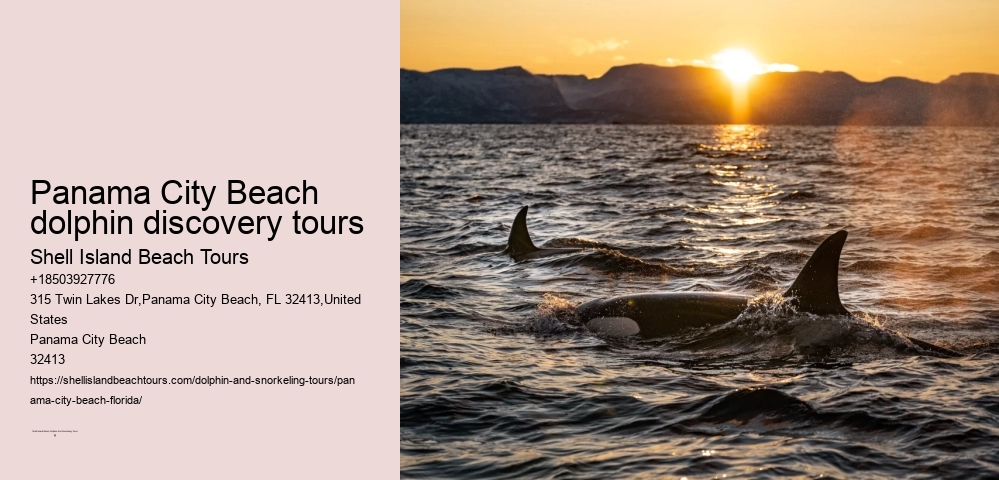 Panama City Beach dolphin discovery tours