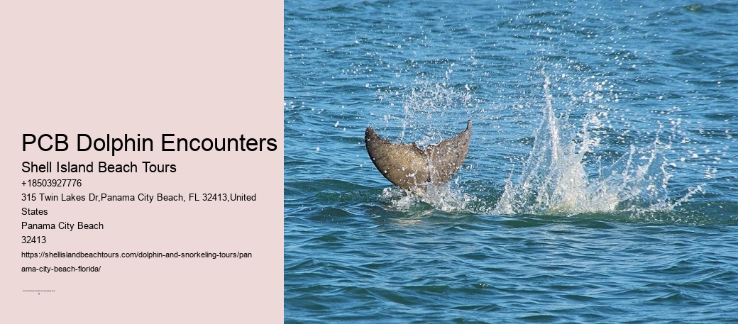 PCB Dolphin Encounters