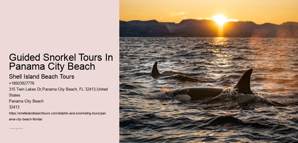 Guided Snorkel Tours In Panama City Beach