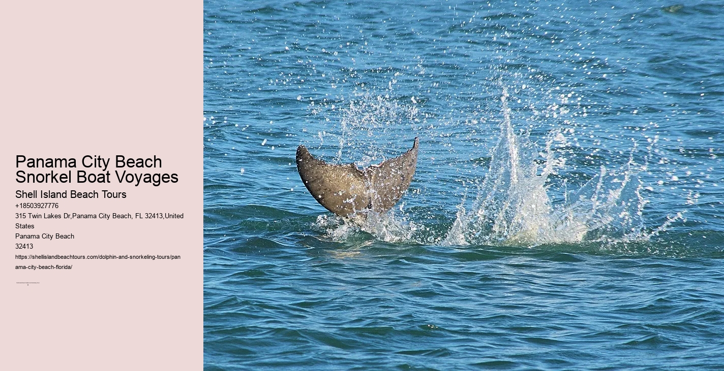 Panama City Beach Snorkeling Tours Dolphin