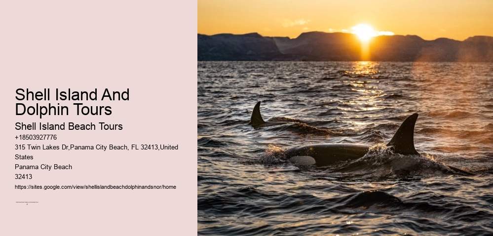 Shell Island And Dolphin Tours