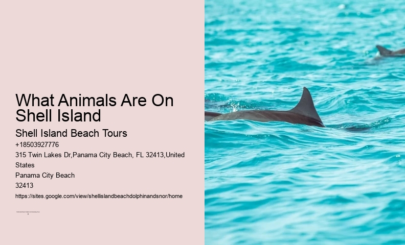 Shell Island Beach Dolphin And Snorkeling Tours