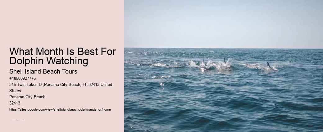 What Month Is Best For Dolphin Watching