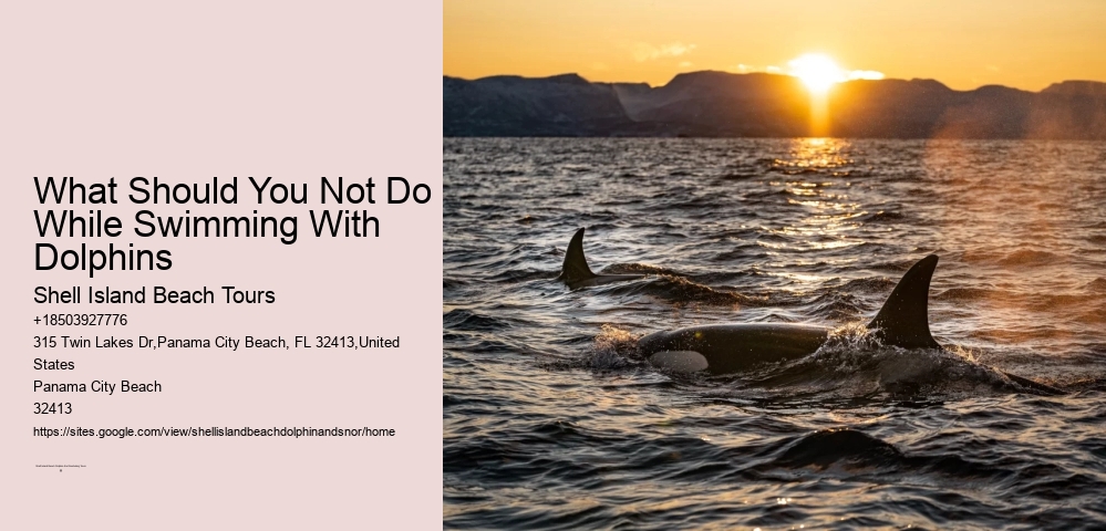 What Should You Not Do While Swimming With Dolphins