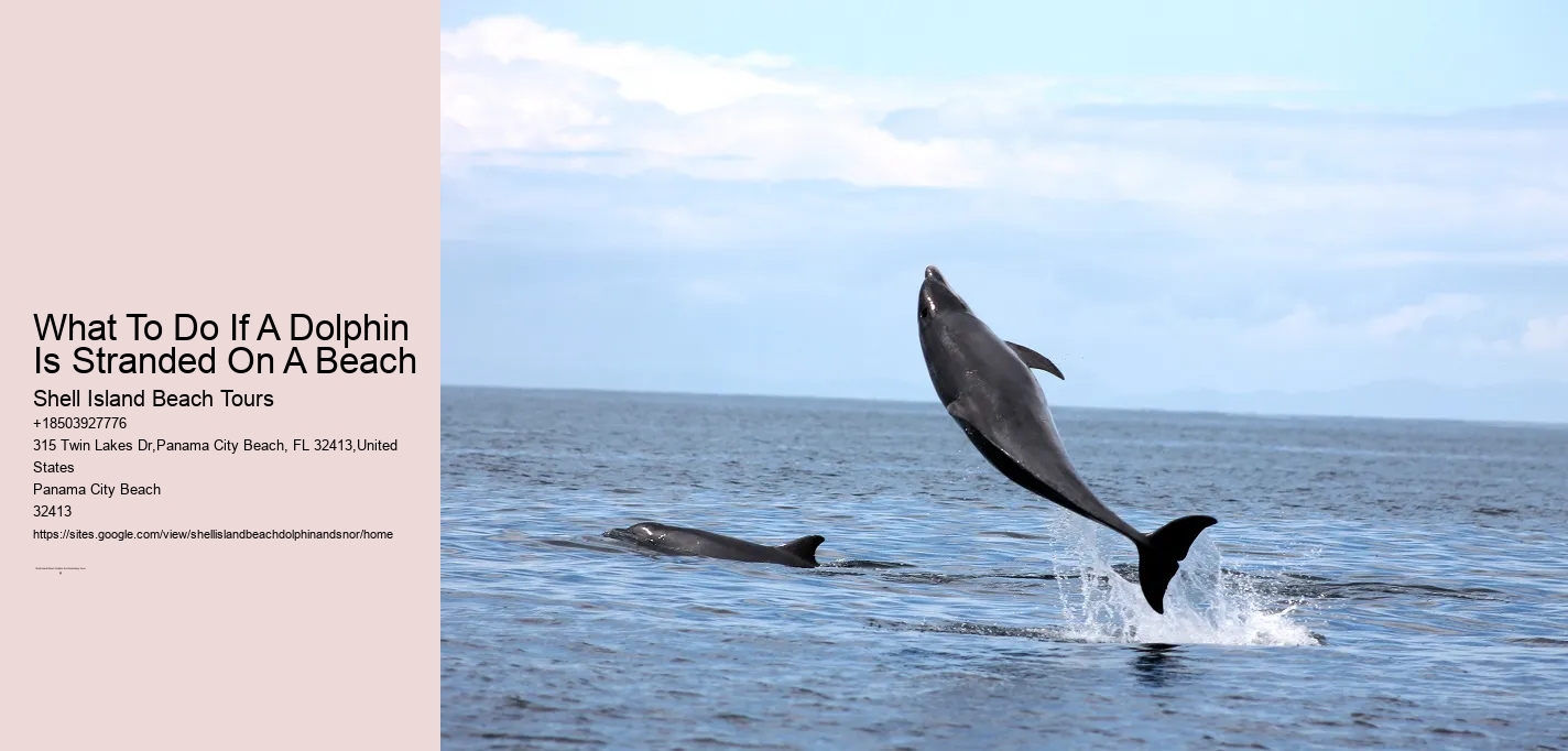 What To Do If A Dolphin Is Stranded On A Beach