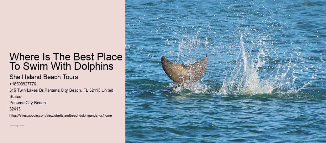 Where Is The Best Place To Swim With Dolphins