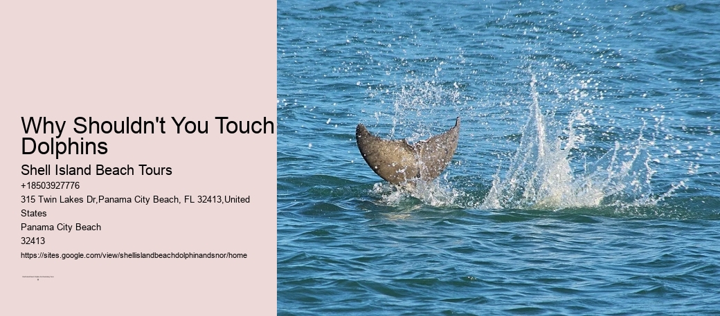 Why Shouldn't You Touch Dolphins
