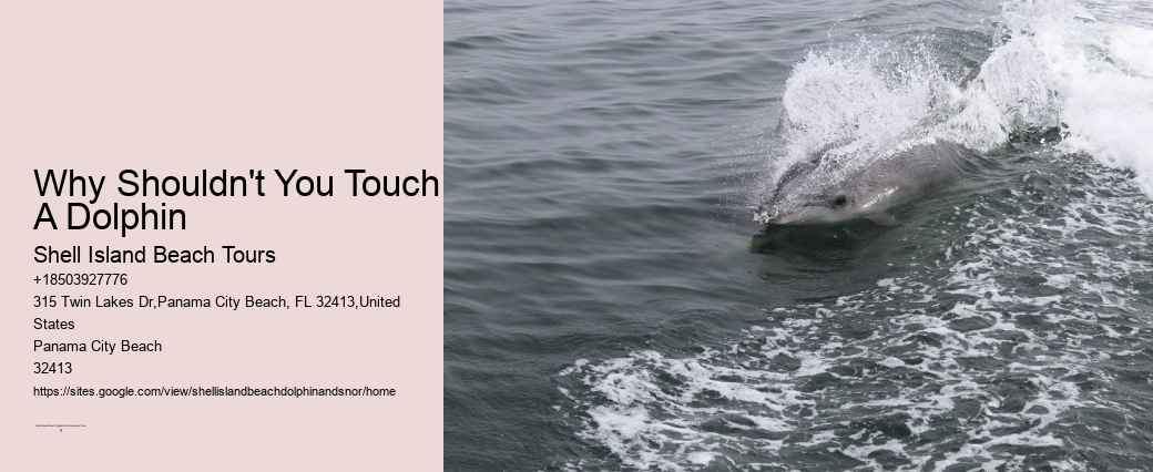 Can You Pick Up A Beached Dolphin