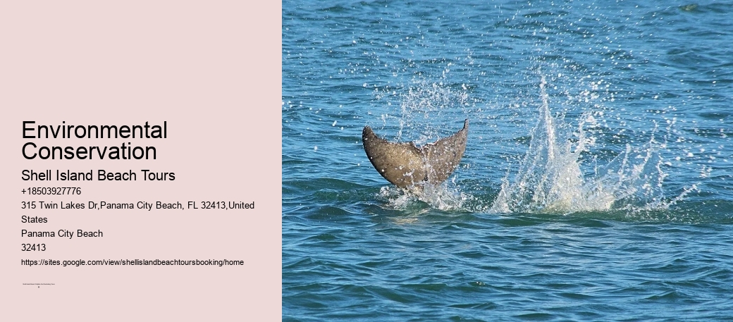 Environmental Conservation Shell Island Beach Tours Environmental Conservation
