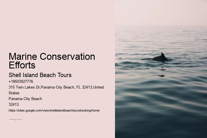 Marine Conservation Efforts Shell Island Beach Tours Marine Conservation Efforts