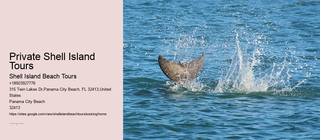 Private Shell Island Tours Shell Island Beach Tours Private Shell Island Tours